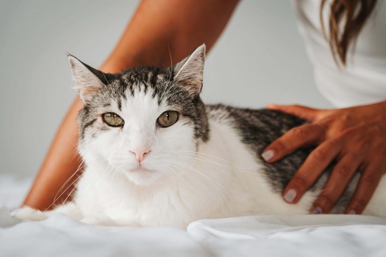 Tips Mudah Grooming Kucing dan Ini Dia Perlengkapan Lengkapnya!