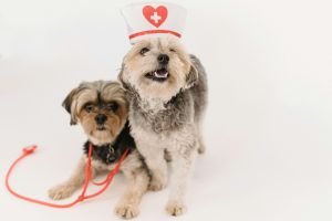 doctor pet