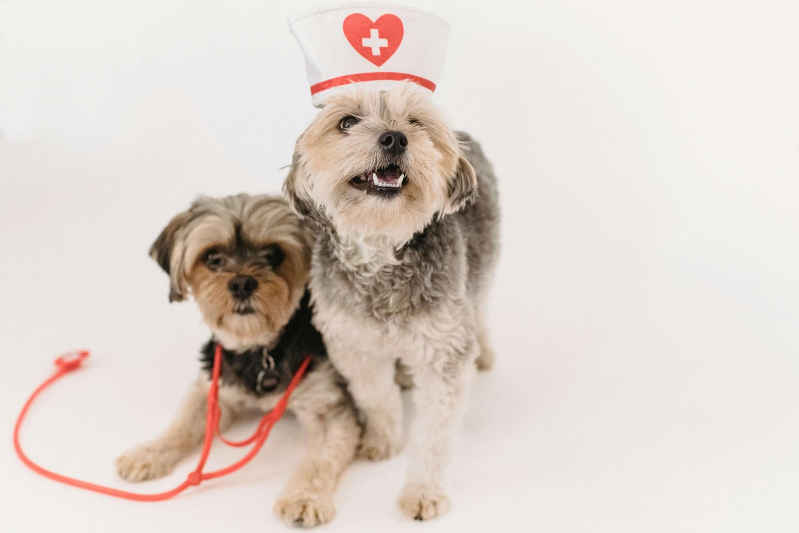 doctor pet